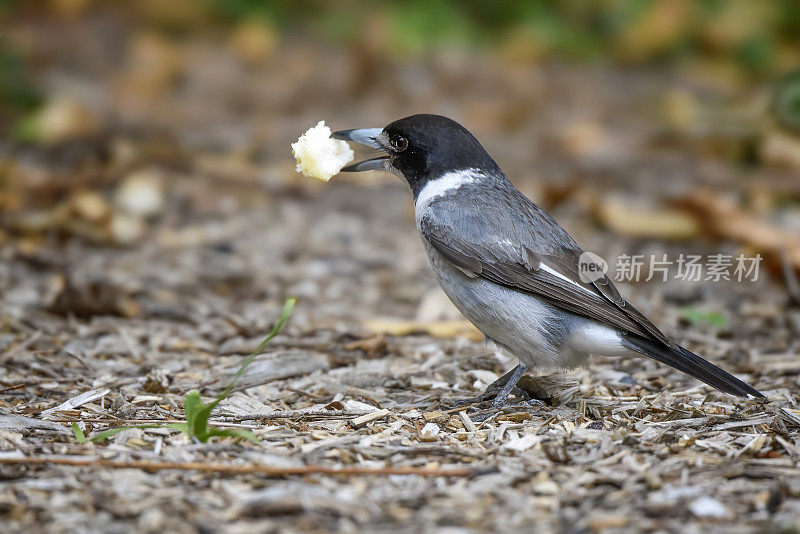 灰伯劳鸟(Cracticus torquatus)